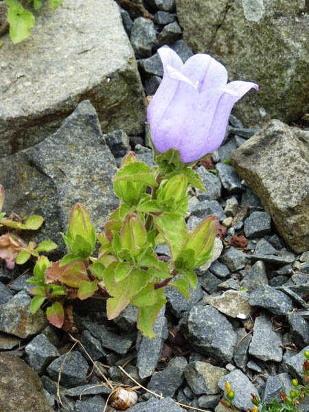 Campanula incurva